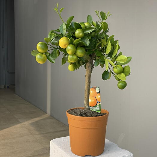 CITRUS CALAMONDINO Цитрофортунелла мандарин плодоносящий в горшке D15