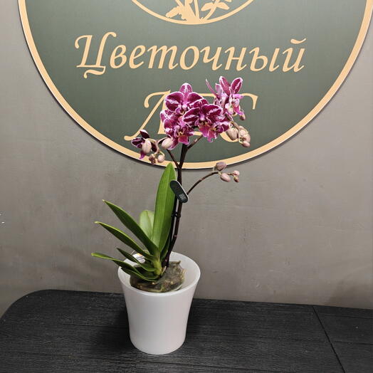 Орхидея фаленопсис мини марсала с кашпо (не пересаженно)