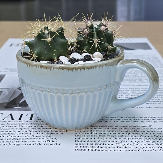 "Чайная пара" композиция из кактусов в керамической чашке