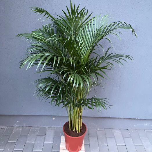 Хризалидокарпус