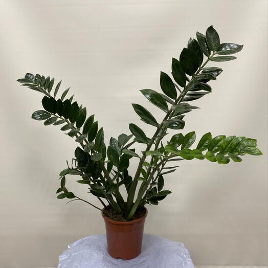 Замиокулькас