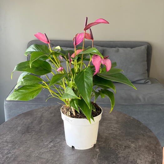 Антуриум Зизу 12 см