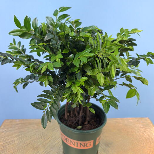 Птерокарпус Sandalwood Little Forrest