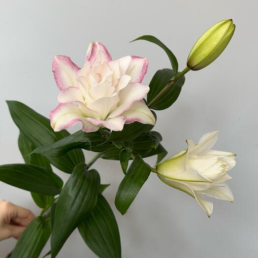 Лилия Восточная Махровая розовая