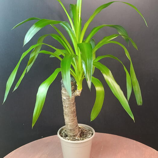 Комнатное растение. Юкка