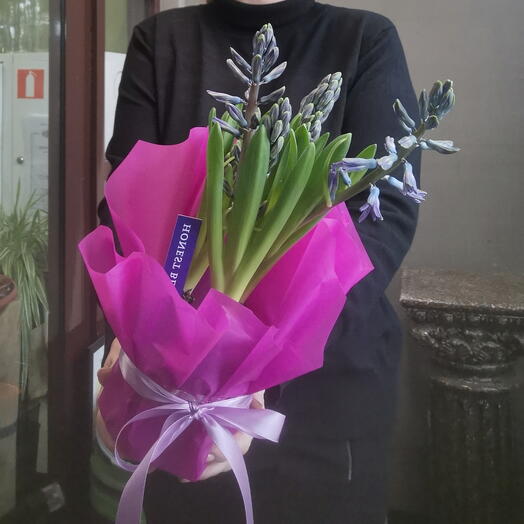 Ароматные гиацинты в горшке