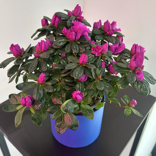 Азалия малиновая 🌺
