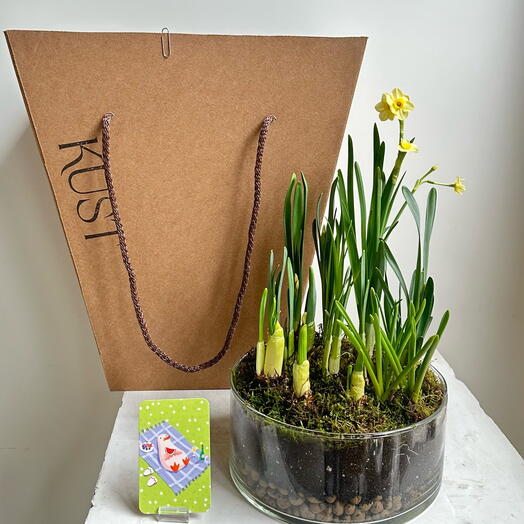 Композиция из луковичных первоцветов нарциссов и мускари в стеклянном кашпо, стилизовано натуральным таежным мхом