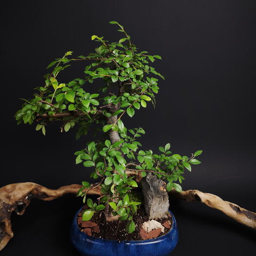 Дерево зелкова S-type бонсай в керамическом кашпо