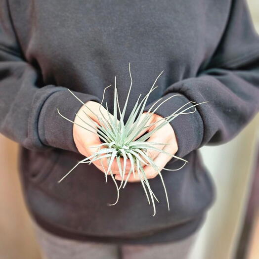 Тилландсия атмосферная Сильвер. TILLANDSIA SILVER