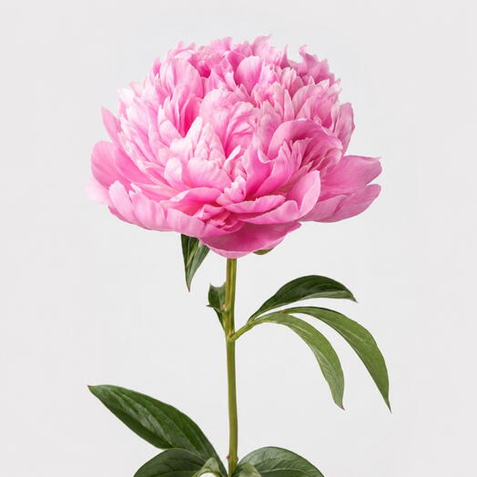 Пион розовый 🌸(свежая поставка)