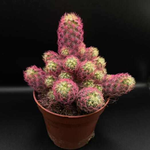 🌵 кактус🔥