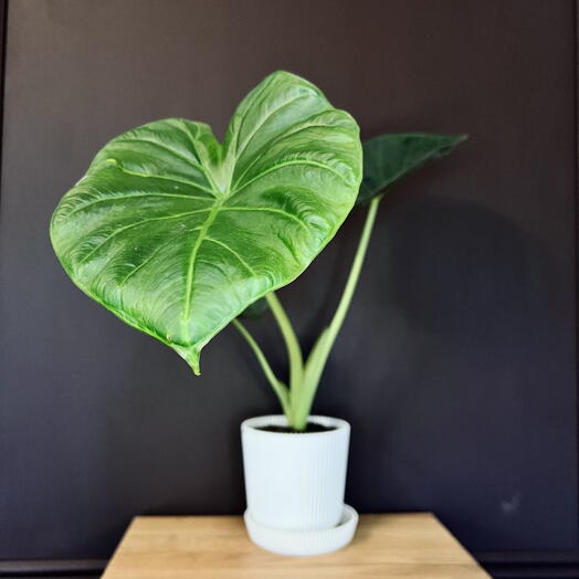 Алоказия Макрориза (Alocasia Macrorrhizos / Крупнокорневищная)
