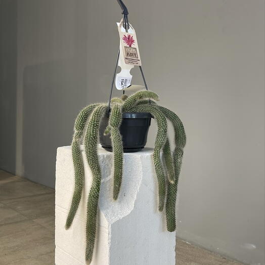 HILDEWINTERA COLADEMONIONIS CACTUS редкий ампельный экзотический кактус «обезьяний хвост», ценится за обильное цветение