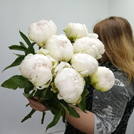 Пион 9 штучек peony 000999