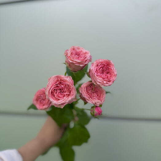 Кустовая Роза Коралл