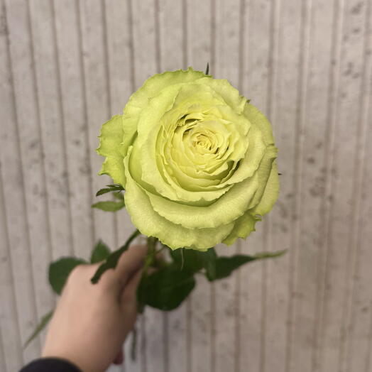 Роза «Лимонад»