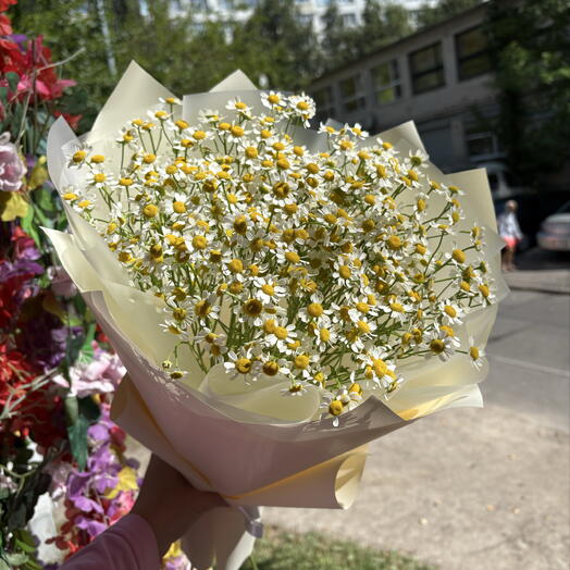 11 матрикарий (ромашек) в оформлении