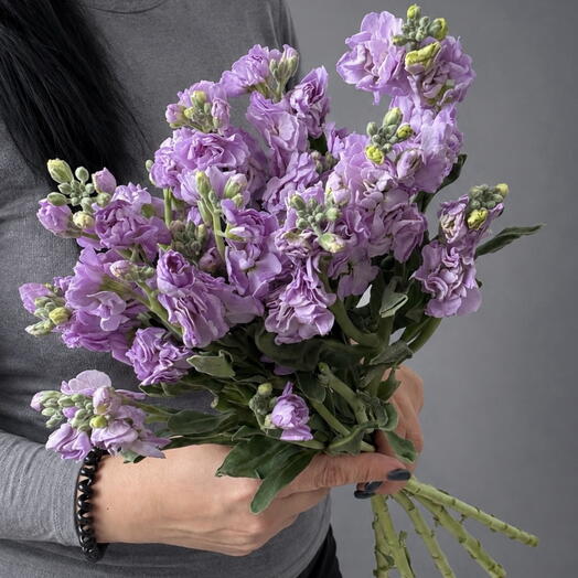 Пачка ароматная кустовая маттиола | 5 штук