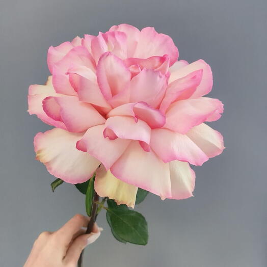 Французская роза 50 см🌹