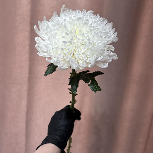 Хризантема Магнум Алтай премиум 🌷