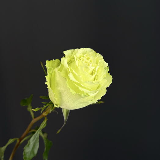 Роза импортная LIMONAD