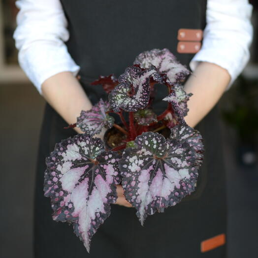 Королевская бегония (Begonia Rex),  сорт DS‑Dolce Vita