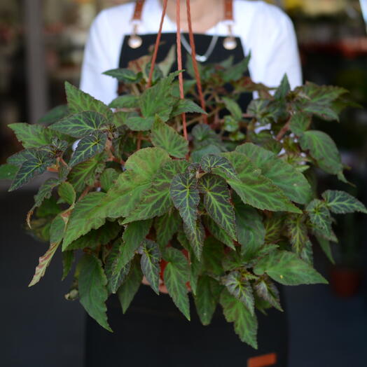бегония Креднера (Begonia × credneri)