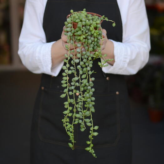 Крестовник Роули (Senecio rowleyanus), «нитка жемчуга» или «зелёные бусы»