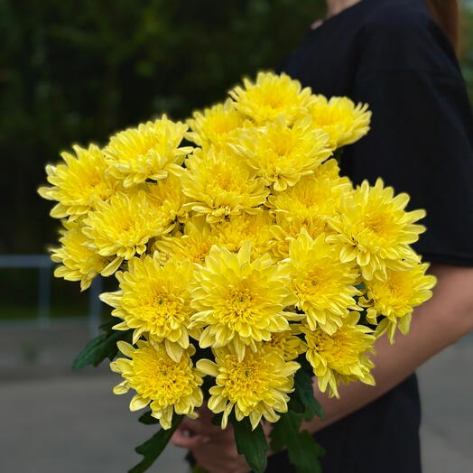 Охапка 5 кустовых хризантем Baltica Yellow под ленту