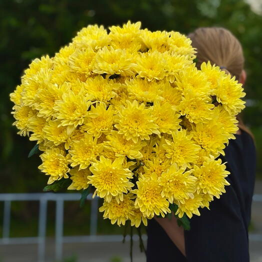 Охапка 13 кустовых хризантем Baltica Yellow под ленту