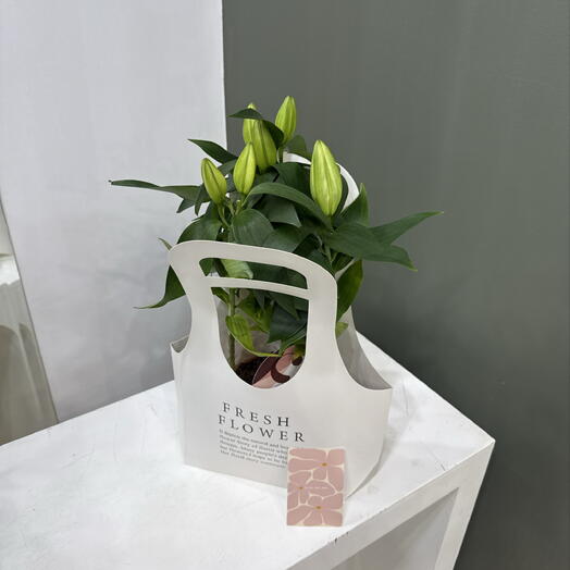 Lilium / белая красота