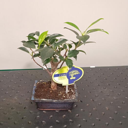 Бонсай (Ficus)