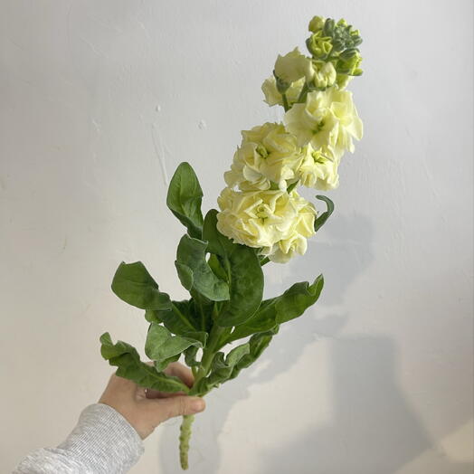 Метеолла лимонная 💛