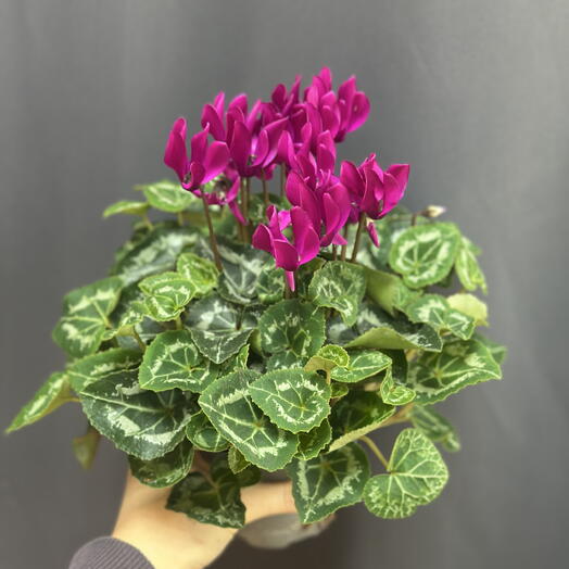 Цикламен 💜