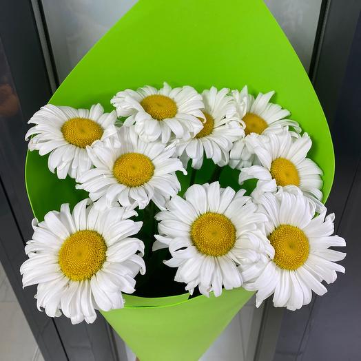 Daisy 9