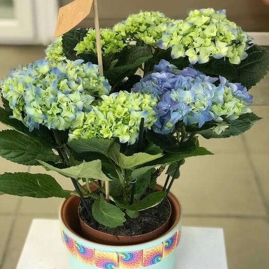Indoor plant