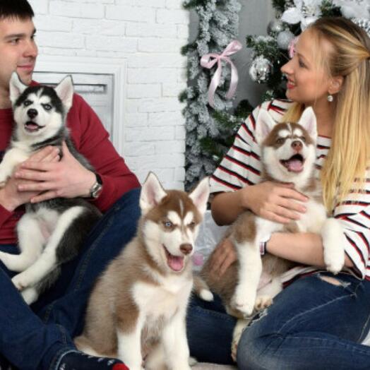 ФОТОСЕССИЯ СО ЩЕНКАМИ ХАСКИ