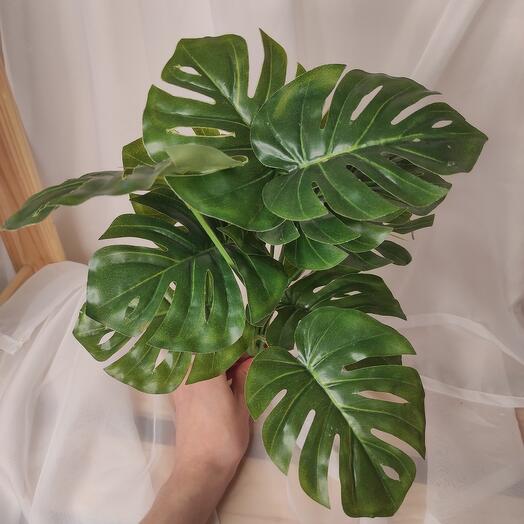 Monstera Bush