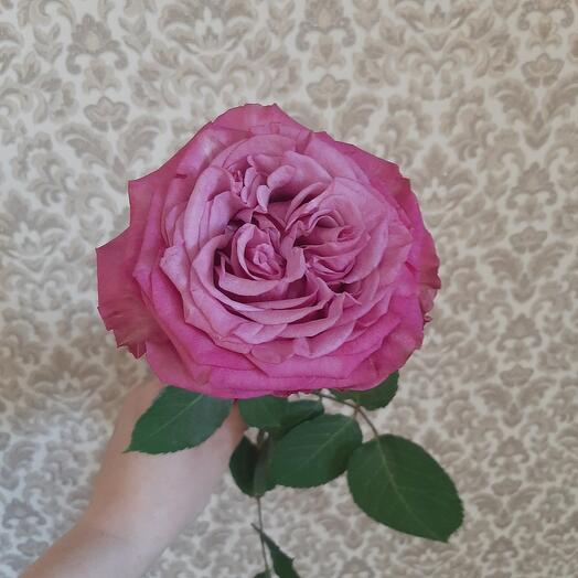 Peony Rose Country Blues