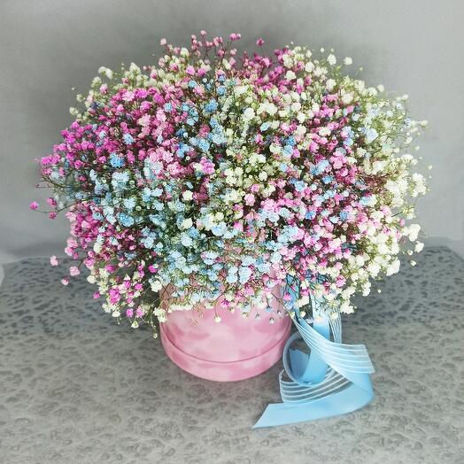 Rainbow gypsophila in a velvet box