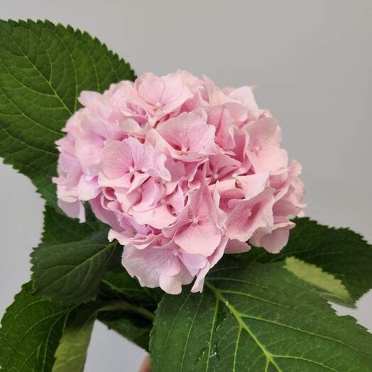 Купить цветы поштучно в Воронеже по цене 100 руб НЕДОРОГО с доставкой ...