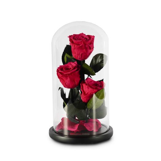 Dark Pink Preserved Roses in a Glass Dome Trio