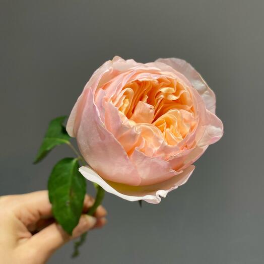 French Rose Juliet by David Austin