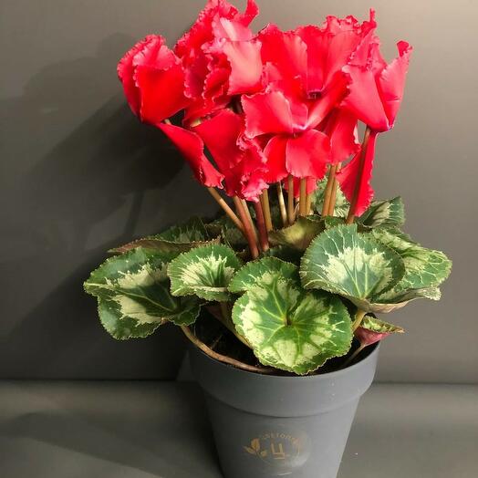 Цикламен красный