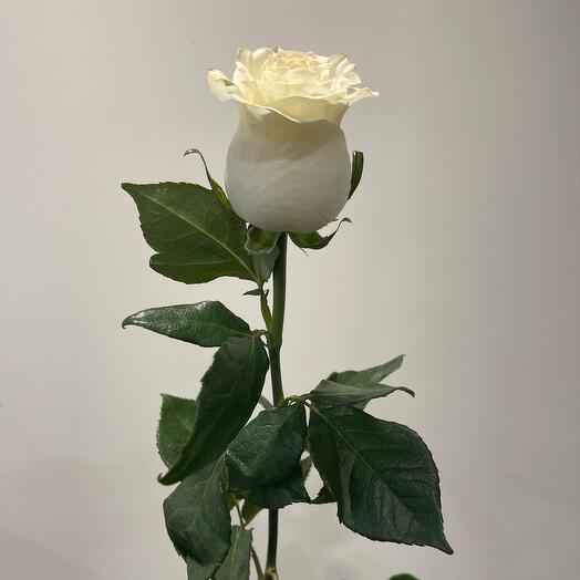 Rose Mondial 60cm