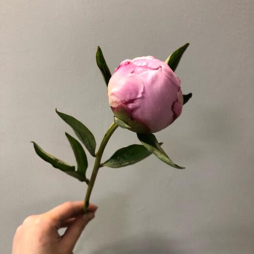 Peonías Rosadas