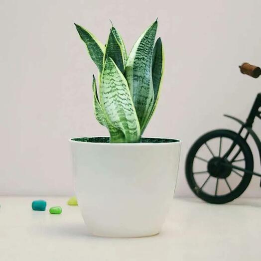 Sansevieria Plant in White Pot