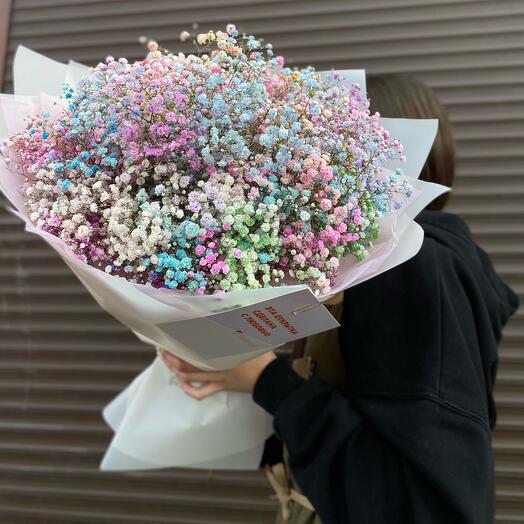 Gypsophila iridiscens