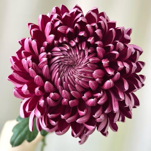 Хризантемма винная Bigoudi